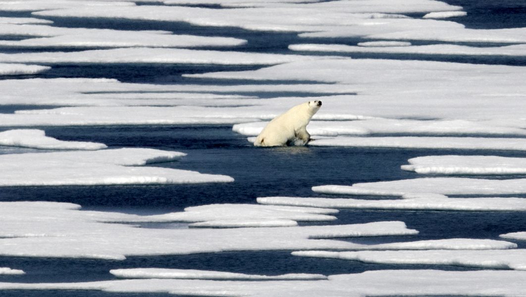 Smältande isar tros vara anledningen till att flera isbjörnar samlats utanför Ryrkajpij.