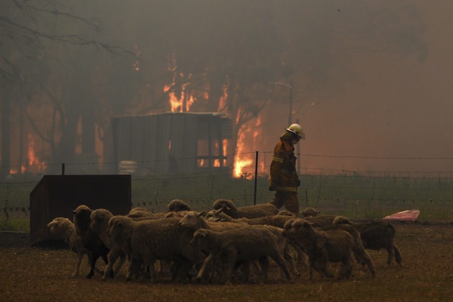 Green Wattle Creek-branden i närheten av samhället Tahmoor, cirka sju mil sydväst om New South Wales delstatshuvudstad Sydney.