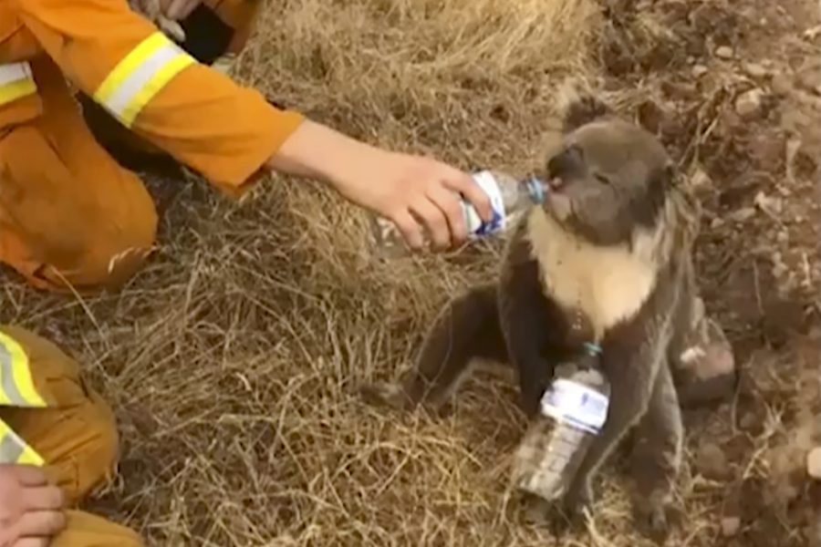 En brandman i Cudlee Creek hjälper en koala i södra Australien att dricka vatten.