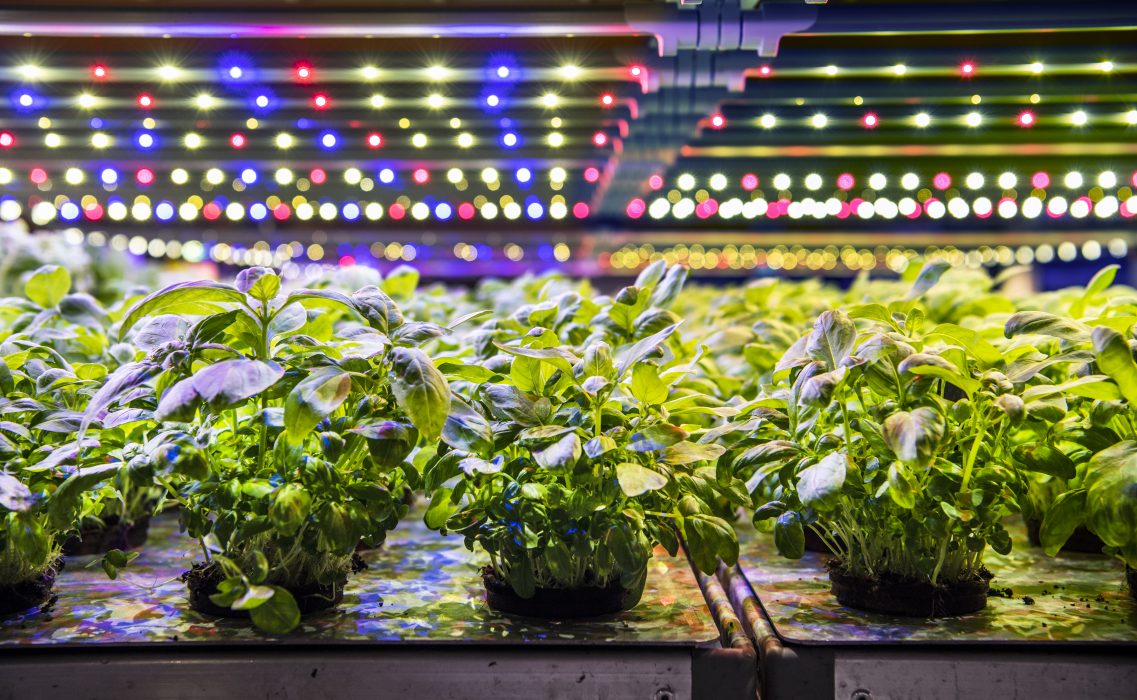 Hydroponisk inomhusodling hos Grönska, en food tech-startup som nyligen växlade upp, från en källare lika stor som ett studentrum till ett odlingsnav på 900 kvadratmeter.