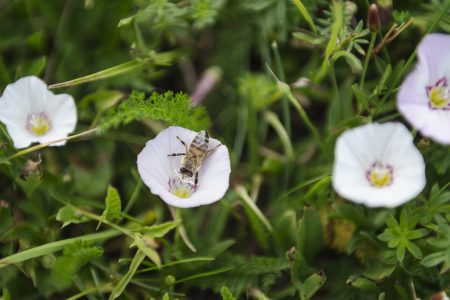 BI PÅ BLOMMA