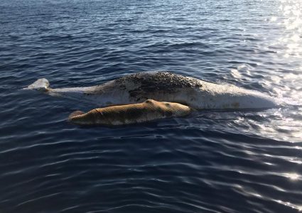 APTOPIX Italy Dead Whales