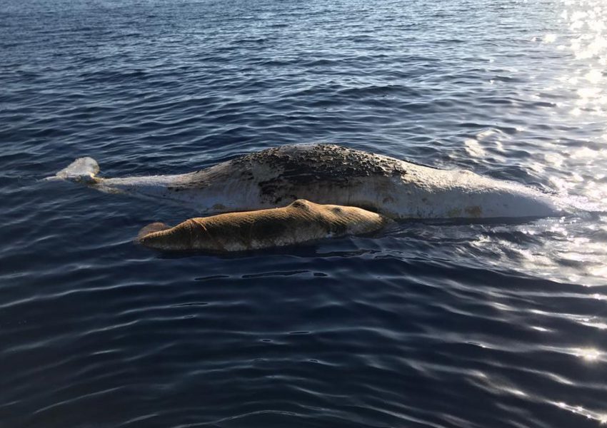 Kaskelotvalar som fastnat i fiskenät utanför Italiens kust.