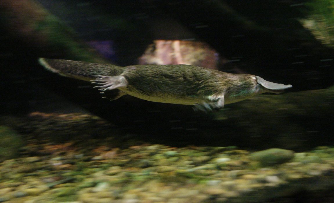 En australisk platypus som bor på Taronga Zoo i Sydney, Australien.