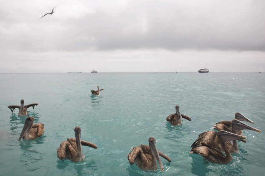 Pelikaner på Galapagosöarna.