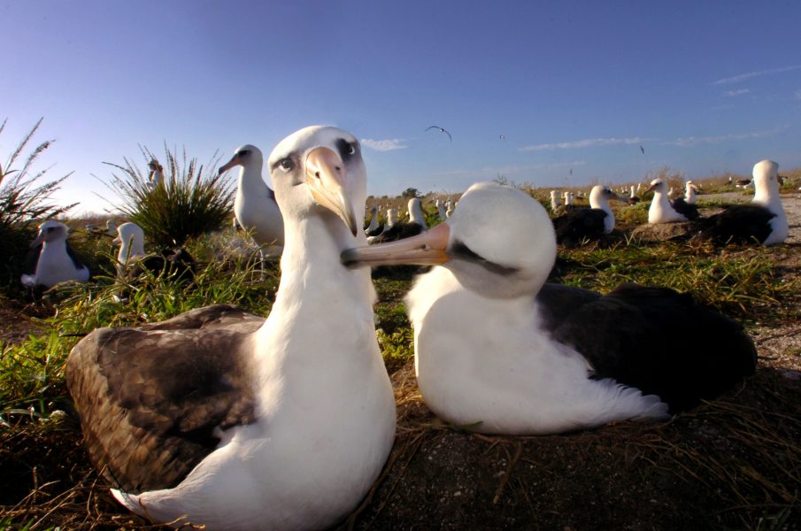 Albatrossar har visat sig vara effektiva när de sätts att jaga illegala fiskefartyg.
