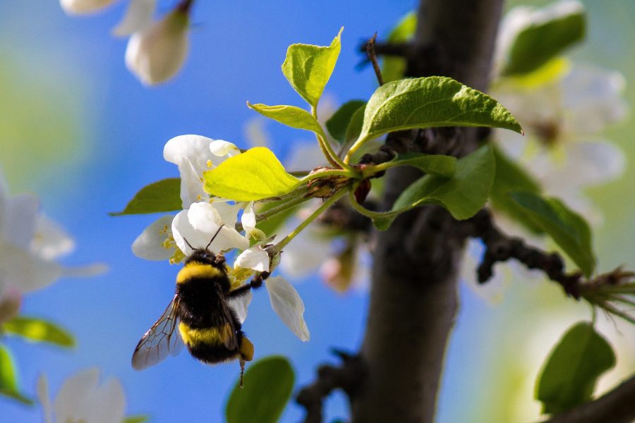 75 procent av världens viktigaste jordbruksgrödor befruktas via pollinatörer.