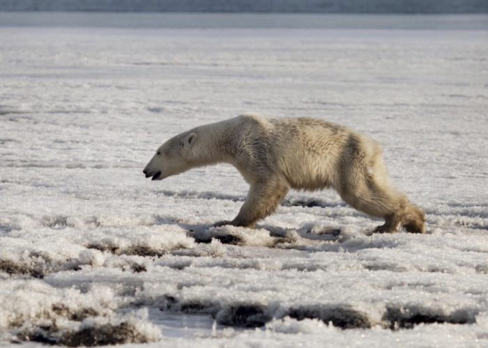 Russia Polar Bear's Journey