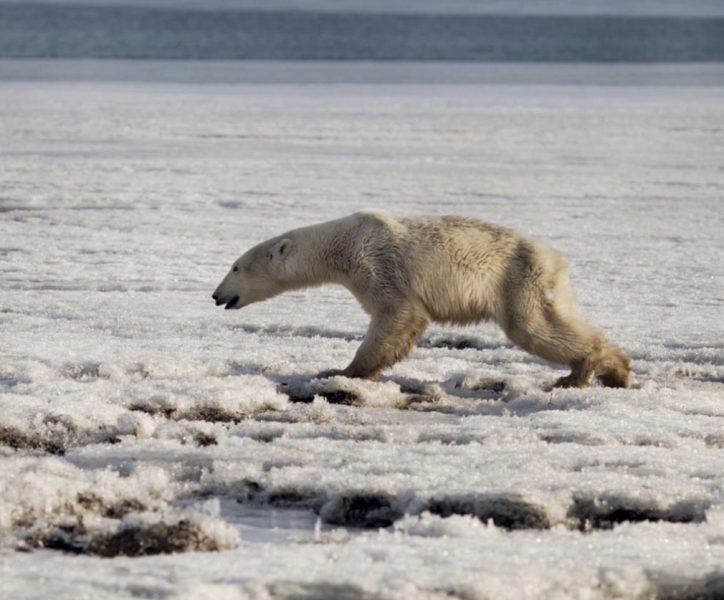 En isbjörn i norra Ryssland.