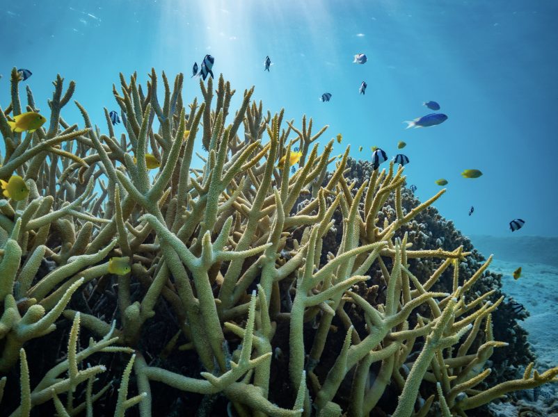 Korallrev i Australien, tidigare har studier visat på förändrat beteende hos korallfiskar på grund av havsförsurning - men det är resultat som nu tillbakavisas.