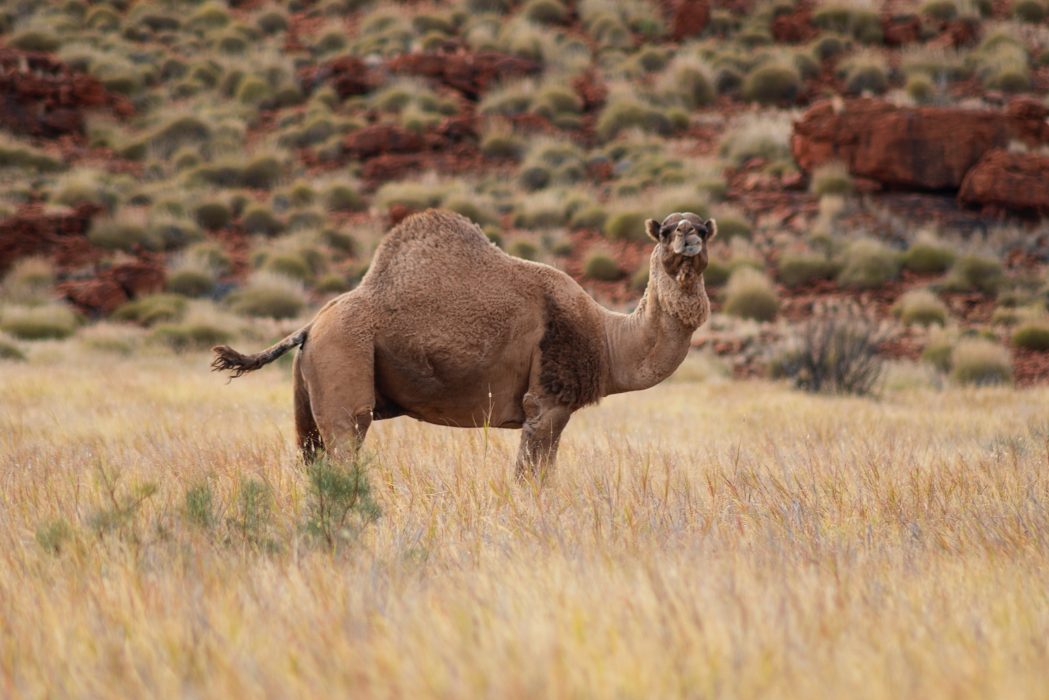 Australiens dromedarer härstammar från Afghanistan, och introducerades i Australien på 1800-talet och användes då för transport i samband med britternas kolonisering av landet.