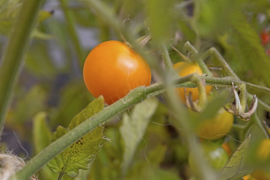 Vackra små bär - tomater.