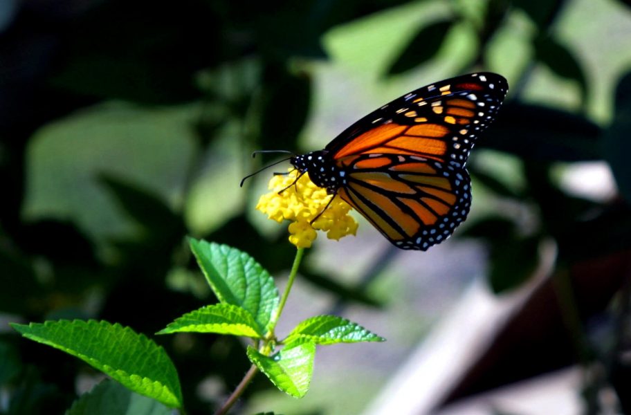 En av alla dem miljoner monarkfjärilar som varje höst når Mexiko.