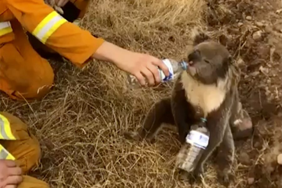En koala får vatten från en brandman i Cudlee Creek i södra Australien.