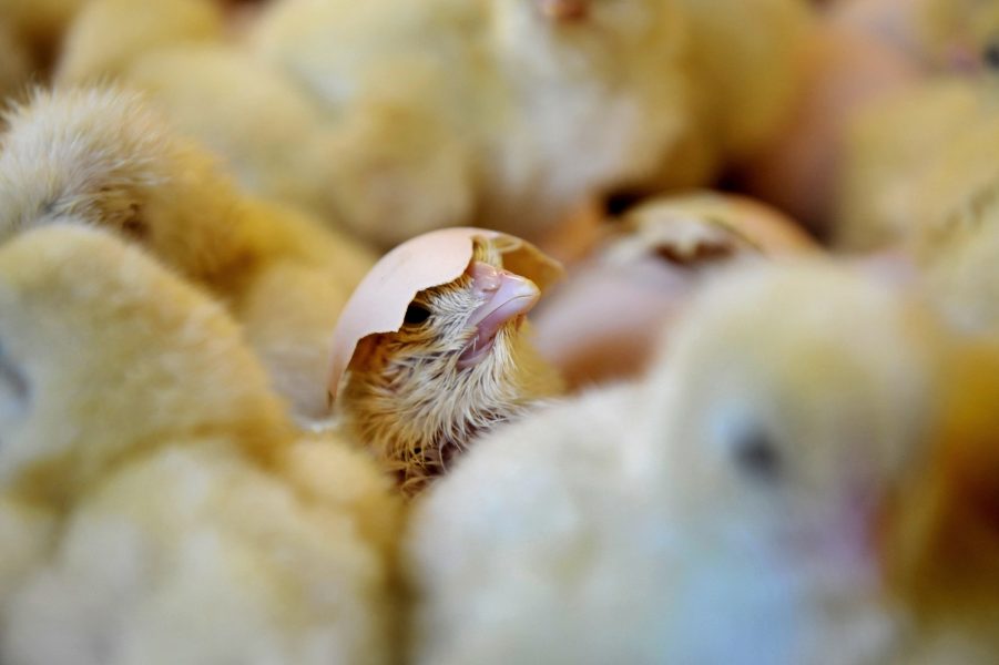Bara i Sverige avlivas cirka fem miljoner nykläckta tuppkycklingar varje år.