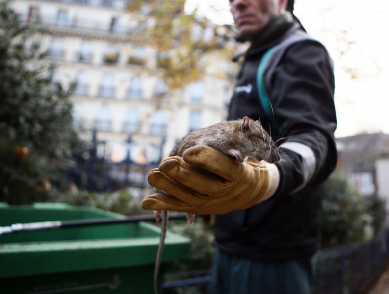 Kampen mot råttor i Paris har långa anor.