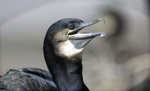 Djur fotograferade på Skansen i Stockholm