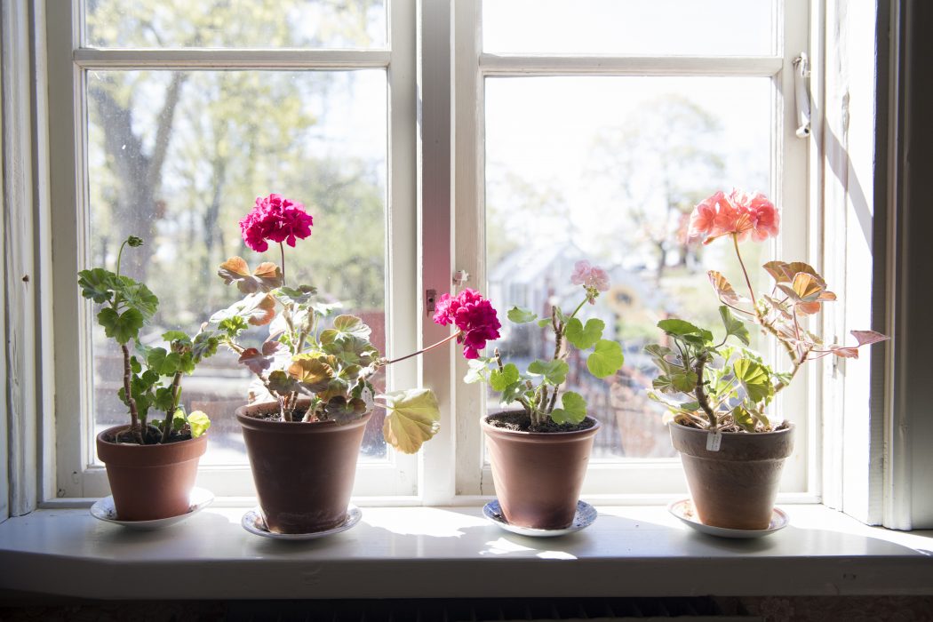 Pelargoner har varit populära sedan början av 1800-talet och är att betrakta som en del av vårt kulturarv.