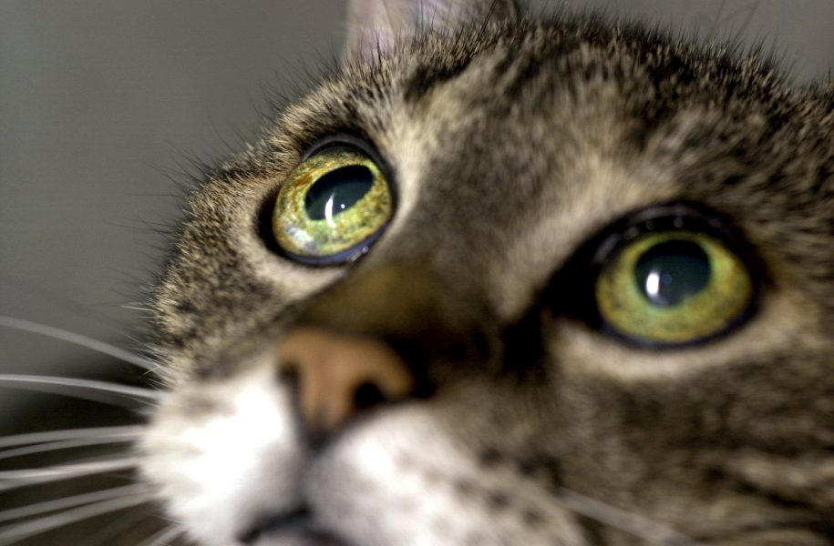 En man med djurförbud har blivit fråntagen 21 katter.