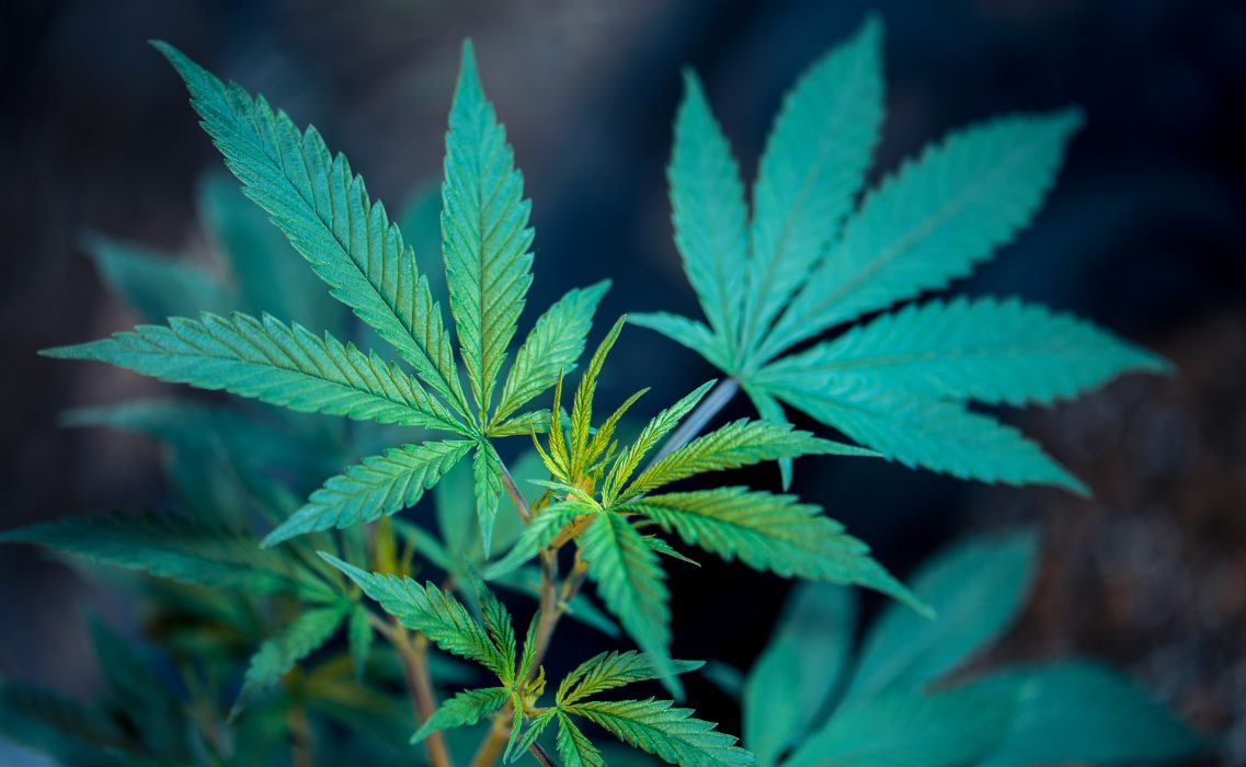 Cannabis är i dag olagligt att odla, inneha och sälja.