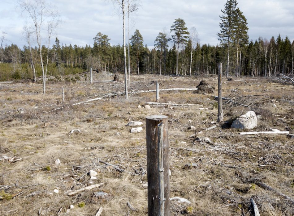Uppropet förespråkar bland annat ett hyggesfritt skogsbruk.