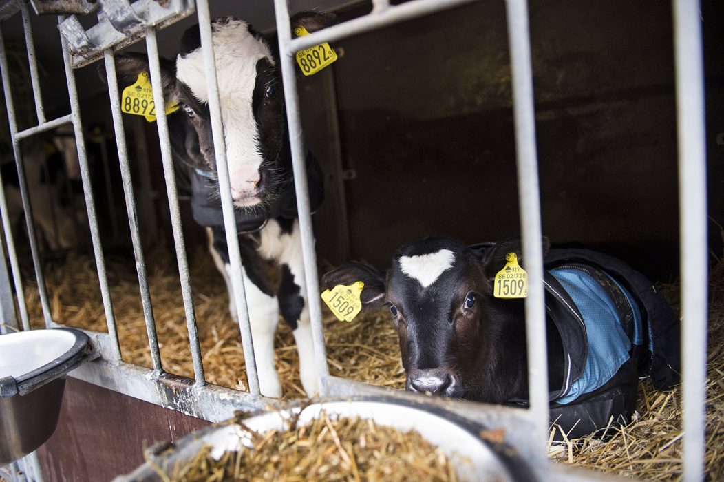 Vikten slaktade nötkreatur ökade under 2019 medan produktionen av mjölk och kött minskade.