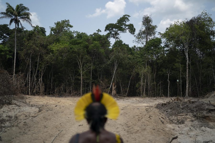 Människa, klimat och biologisk mångfald hotas av avskogning.