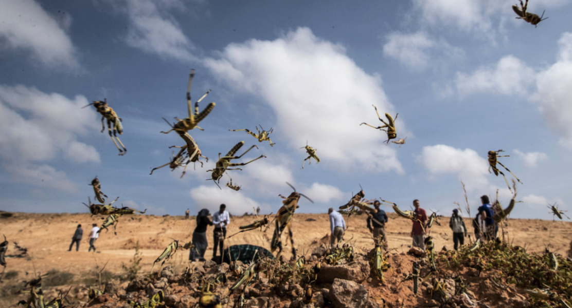 Gräshoppor i Somalia i början av februari.