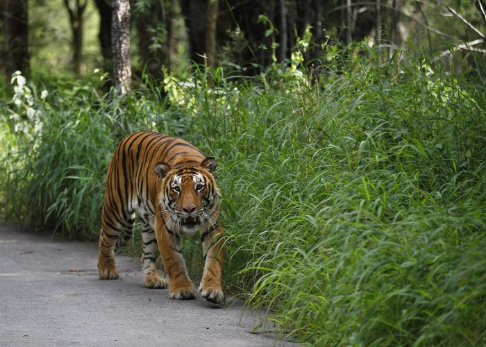 India Tiger Day