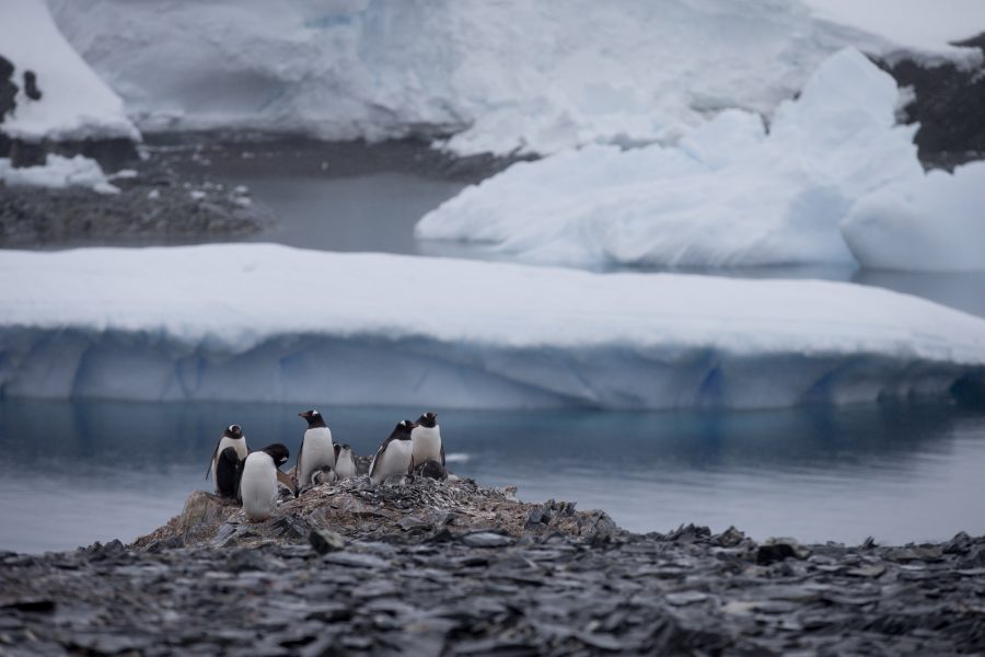 Pingviner nära en chilensk forskningsstation på Antarktiska halvön, där nya värmerekord har noterats.