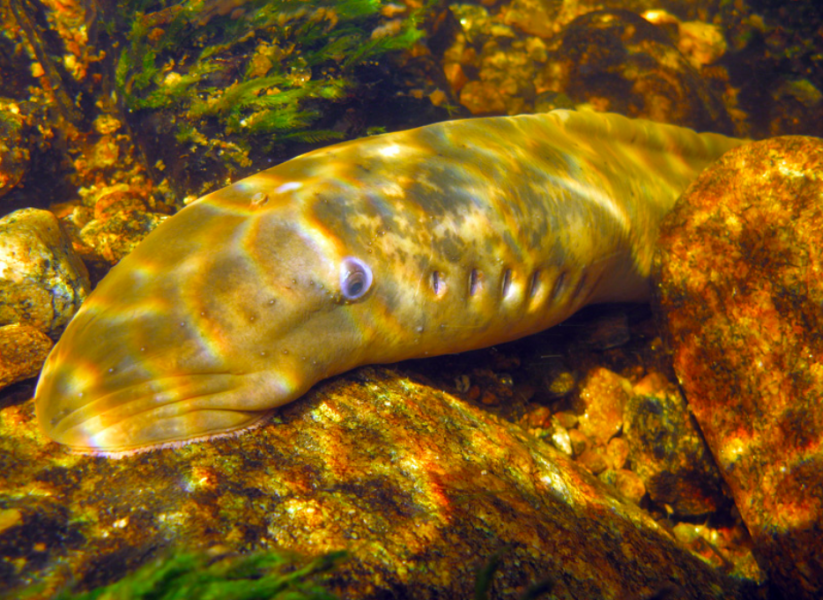 Havsnejonögat (Petromyzon marinus) har funnits i över 400 miljoner år, men hotas i svenska vatten.
