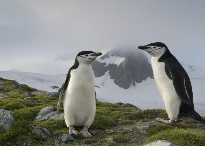 Chinstrap Penguins in Antarctica