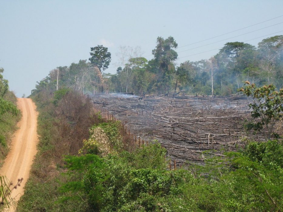 Svedjebränning av skog i närheten av Amazonas för att ge plats för betesmark och odlingar.