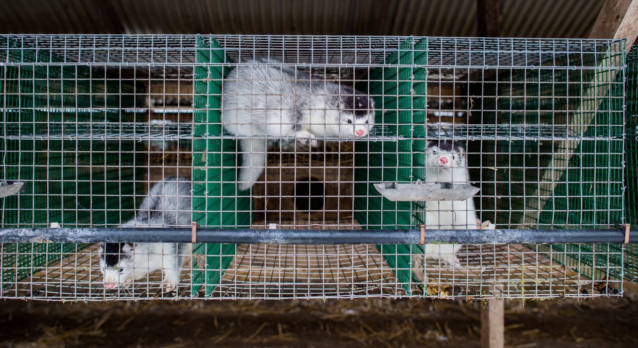 Att Sverige fortfarande tillåter att minkar utnyttjas för sin päls drar ner betyget i World animal protections ranking.