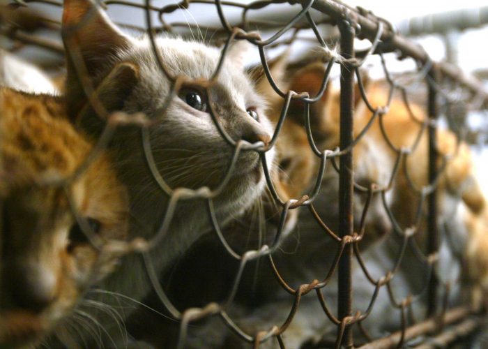 China Cat Protest