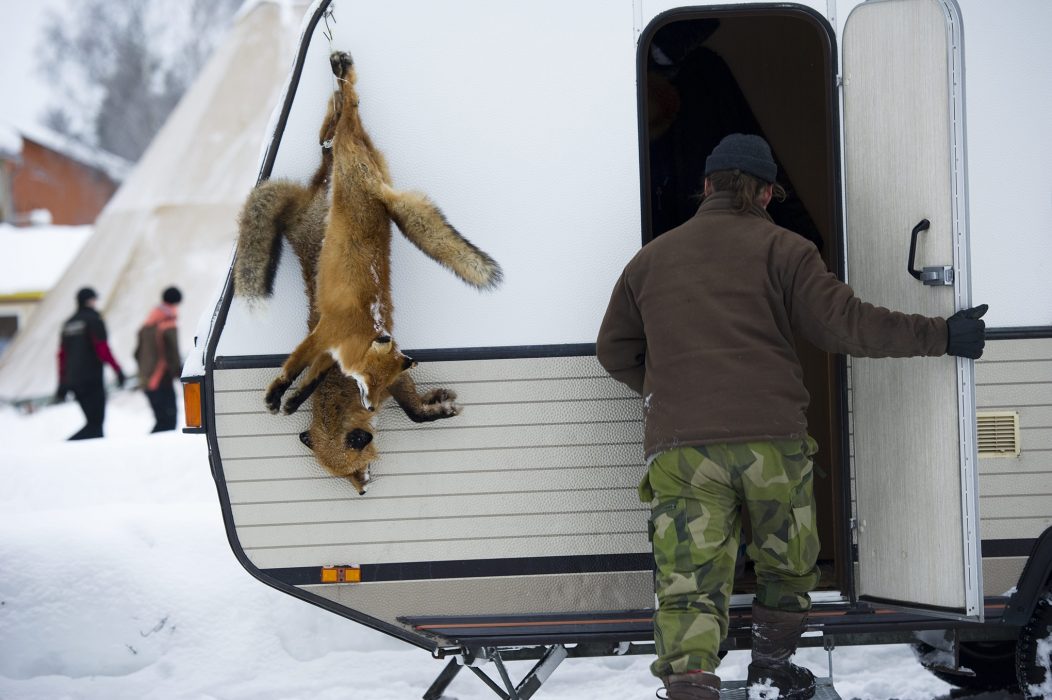 Döda rävar på Jokkmokksmarknaden.