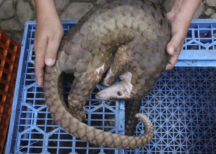 Indonesia Pangolins