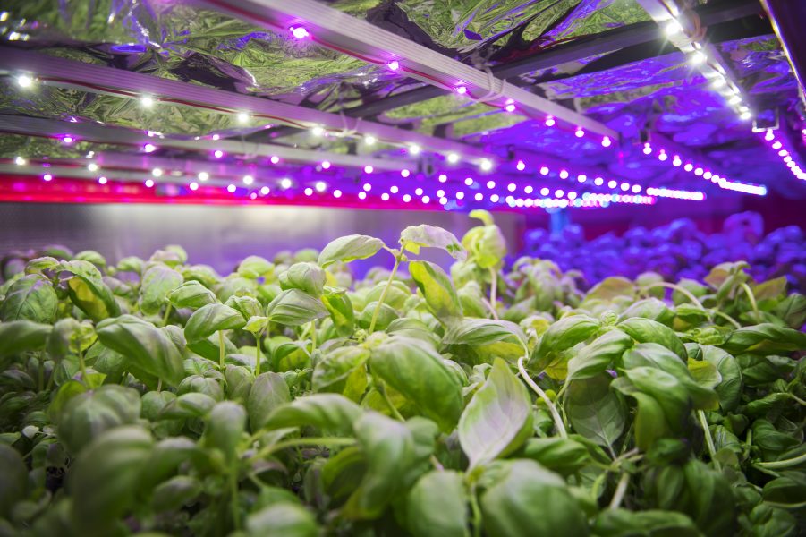 Företaget Grönska odlar grönsaker med vertikal odlingsteknik som bygger på LED-lampor och hydroponi.