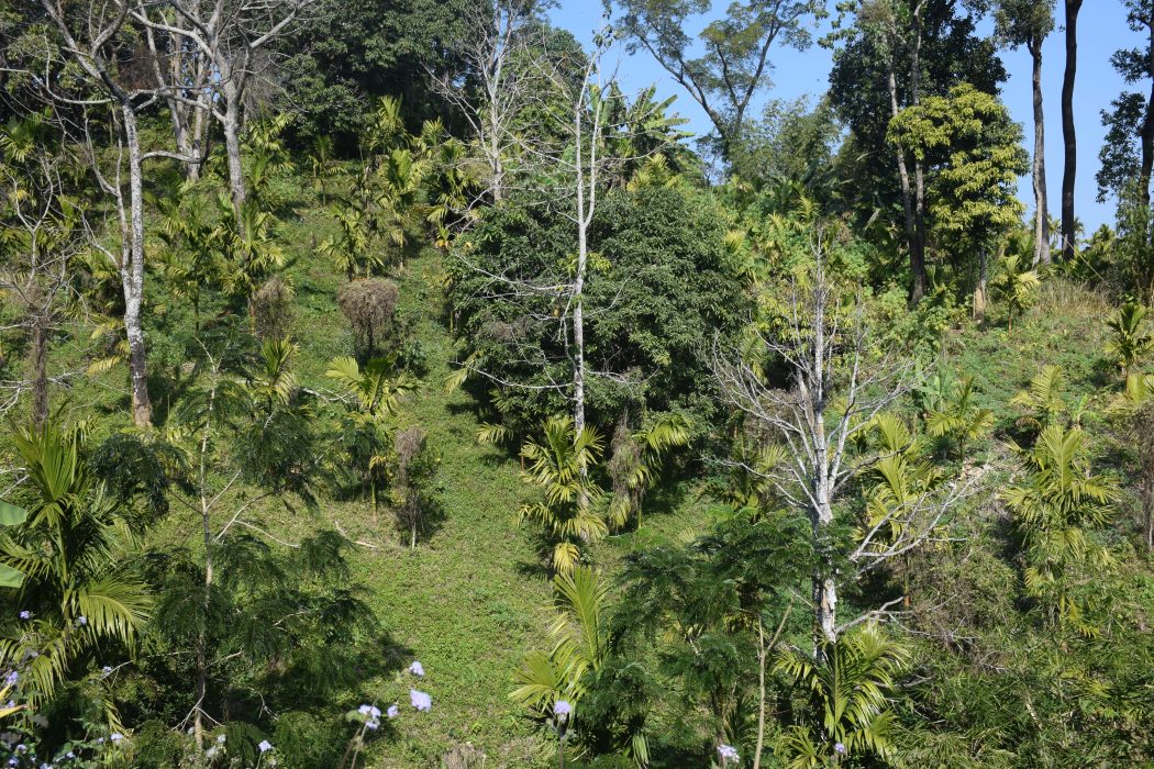 Arekapalmer i Jampui Hills i nordöstra Indien där de en gång så berömda apelsinträden numer förstörs av en växtsjukdom.