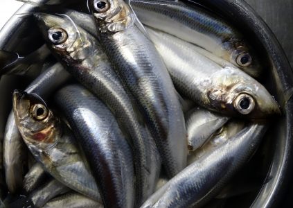 STRÖMMING