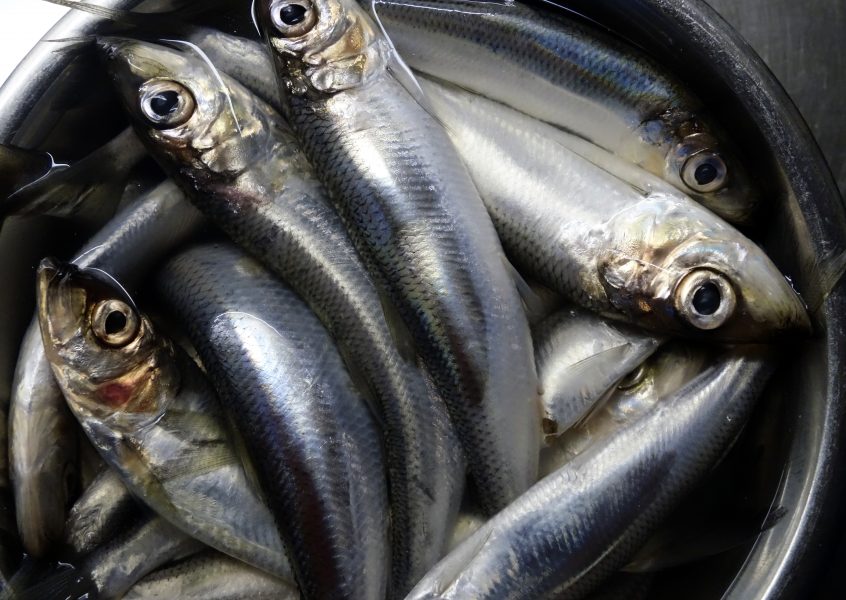  Nu sänks gränsvärdena för dioxin i fet fisk som strömming.