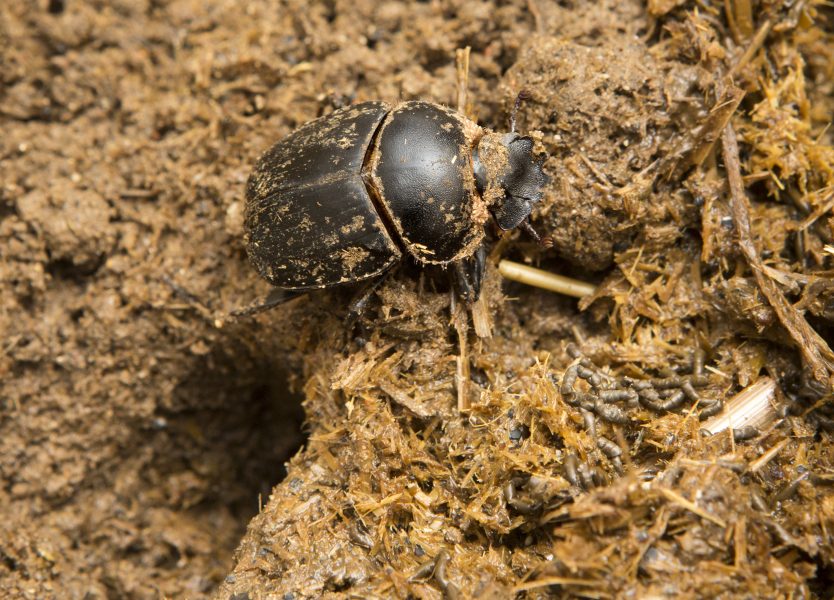 Dyngbaggar hotas av avmaskningsmedel – vilket blir väldigt kontraproduktivt eftersom de spelar en viktig roll i ekosystemet och bland annat hjälper till att reducera mask hos boskapen som avmaskas på kemisk väg.