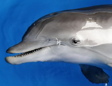 Winter, Clearwater Marine Aquarium,