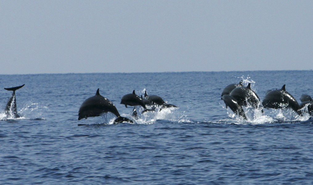 För varje 1 000 ton tonfisk som fångas i nät drabbas även 175 valar.