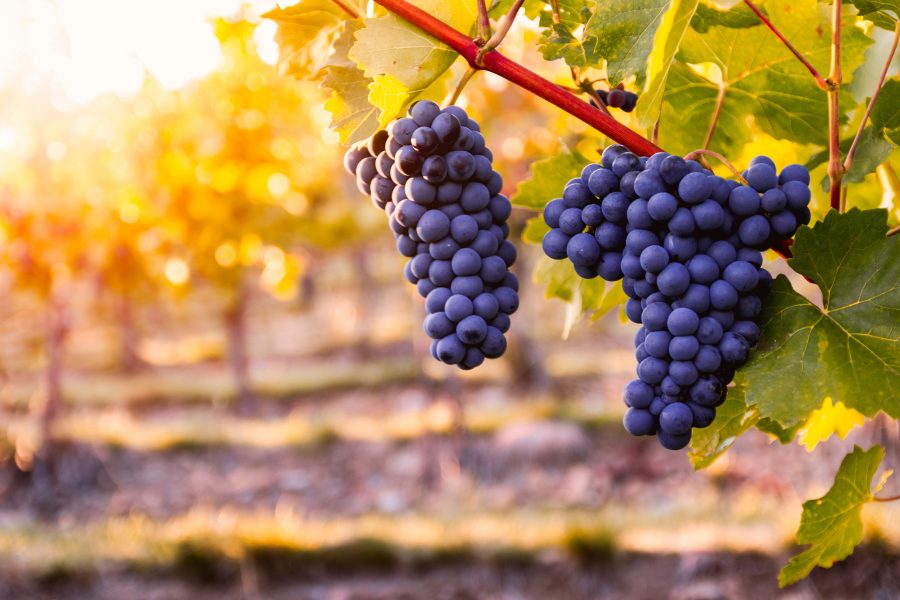 Konventionellt odlade druvor innehåller ofta rester av kemiska bekämpningsmedel.