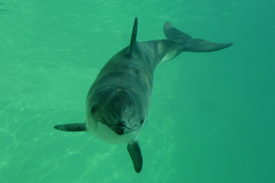 Östersjöns tumlare går en osäker framtid till mötes.