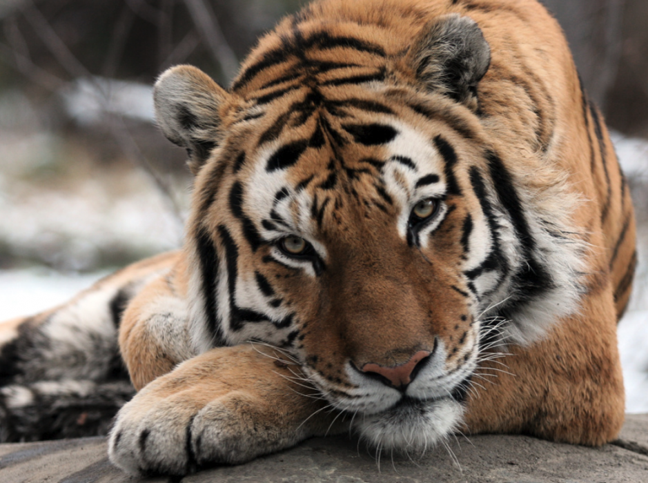 Minst en tiger har smittats av coronaviruset på Bronx Zoo.