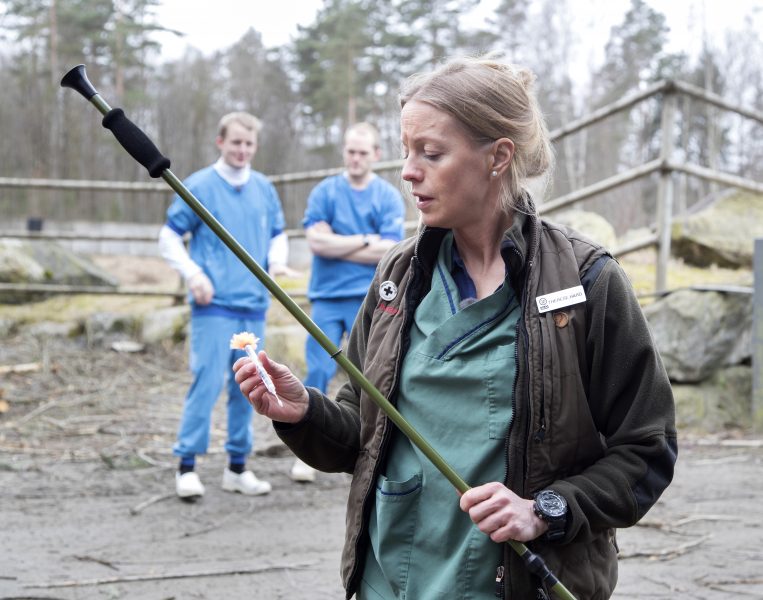 Therese Hård, chefsveterinär och zoologisk chef på Borås djurpark, använder bedövningspil när en elandantilop ska avlivas.