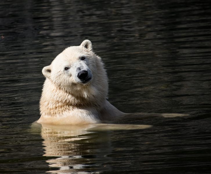 Smältande vinterisar ger isbjörnen kortare tid att jaga och bygga upp sina fettreserver inför sommaren.