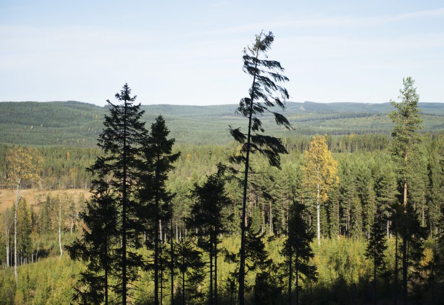 Sveaskog har länge kritiserats för att avverka  skog med höga naturvärden.